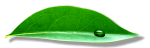 Leaf Leaf